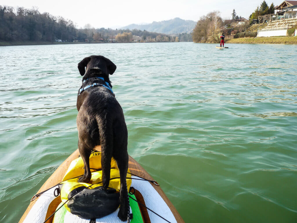 SUP-mit-HundSUP-mit-Hund