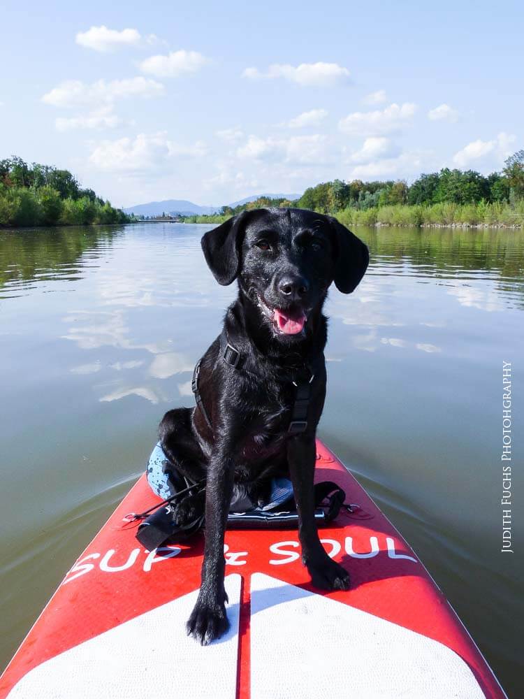 SUP-mit-Hund